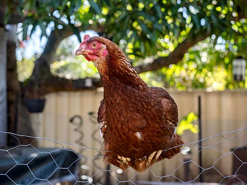 Kennedy Drive Boutique Motel - Close To City Centre & Airport