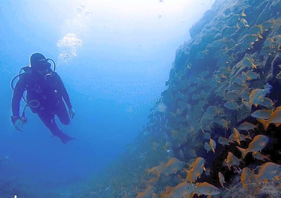 Single Fin Surf Hostel