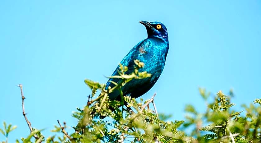 Bukela Game Lodge - Amakhala Game Reserve