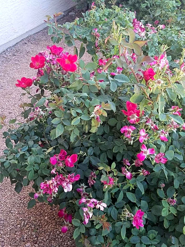 Days Inn by Wyndham Camp Verde Arizona