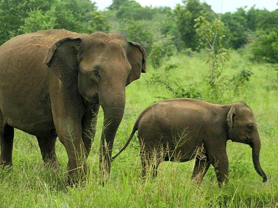 Explorer by Mahoora - Wasgamuwa