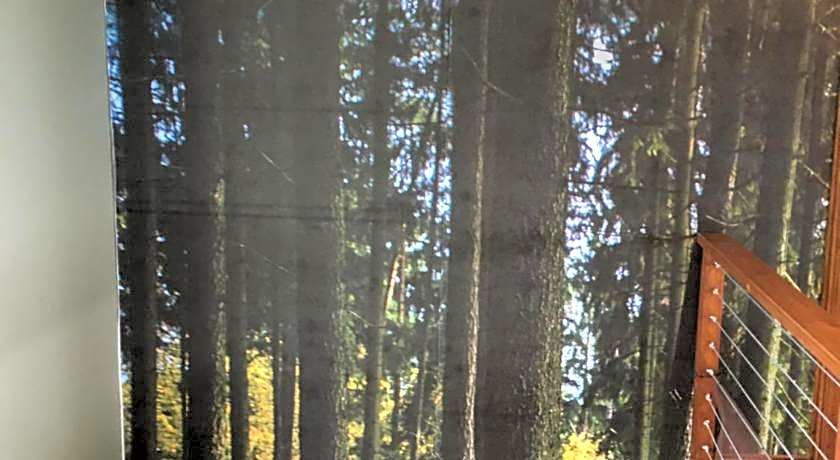 Forest Hill Wilderness