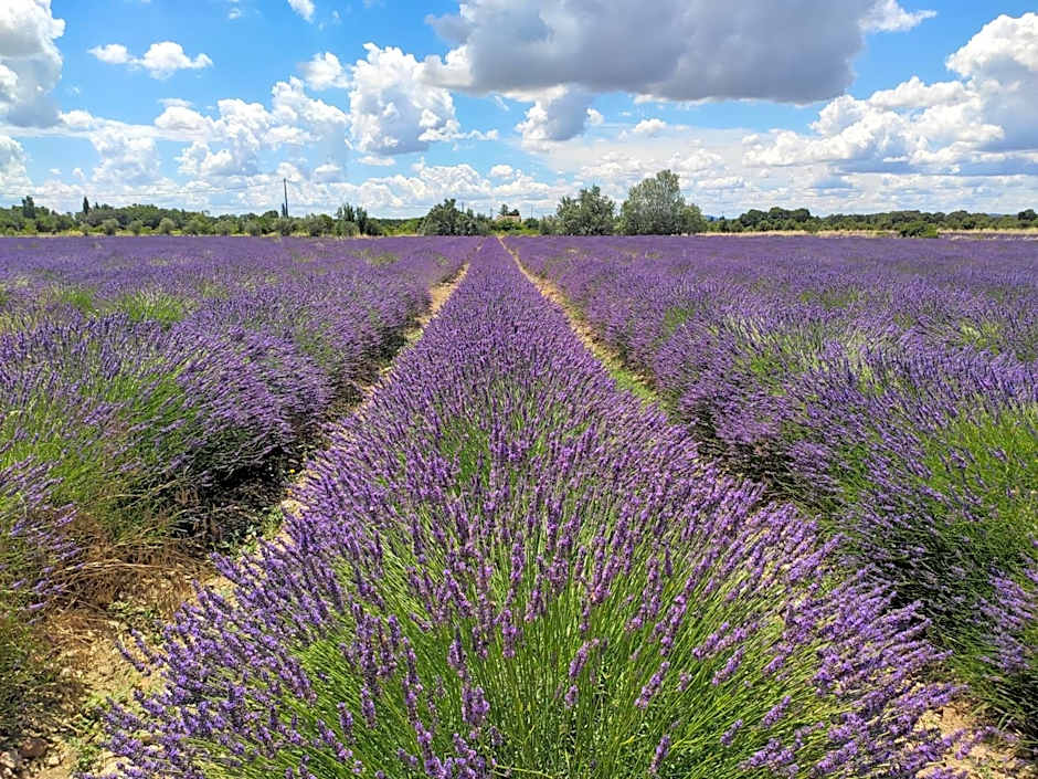 Les Champs de Provence