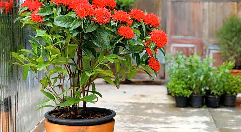 The Plug hotel @ i-Biz Avenue