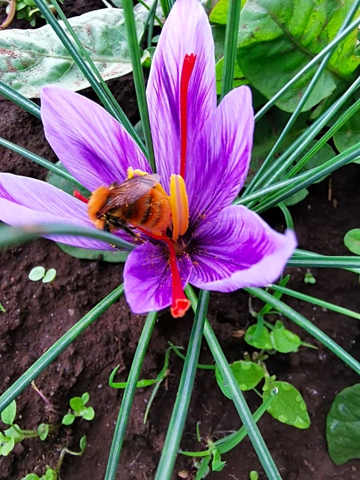 Bed And Breakfast "ANNA"