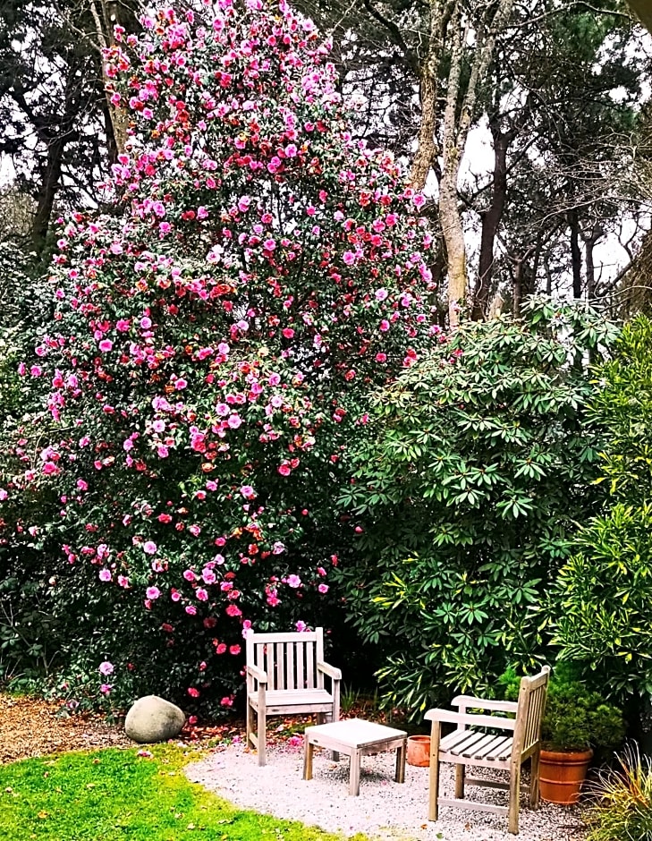 La Canopée des Pins