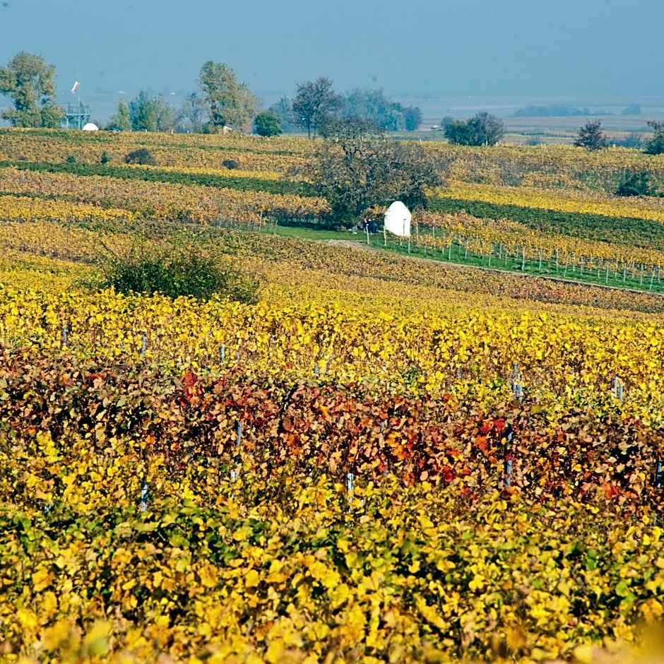 Gästehaus & Weingut PETH