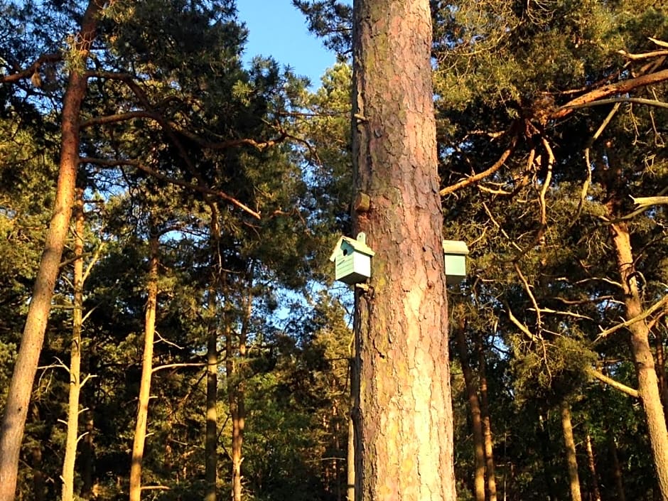 Domki Mi¿dzy Sosnami