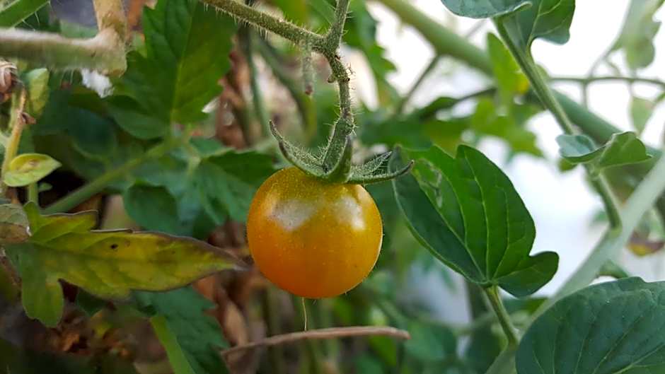 GITE-Hotel LA CAZ DES ORANGERS