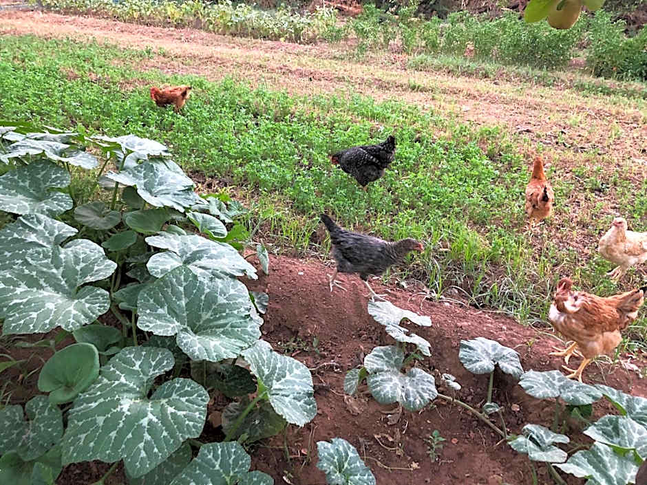 La Vie En Rose - Horses & Dogs House