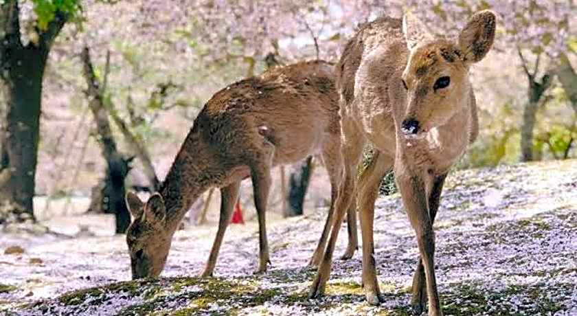 Nara Deer Hostel - Foreigners Only