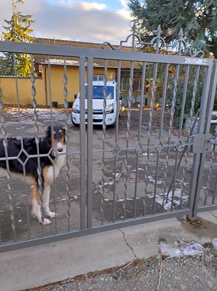 Swiss Borzoi House