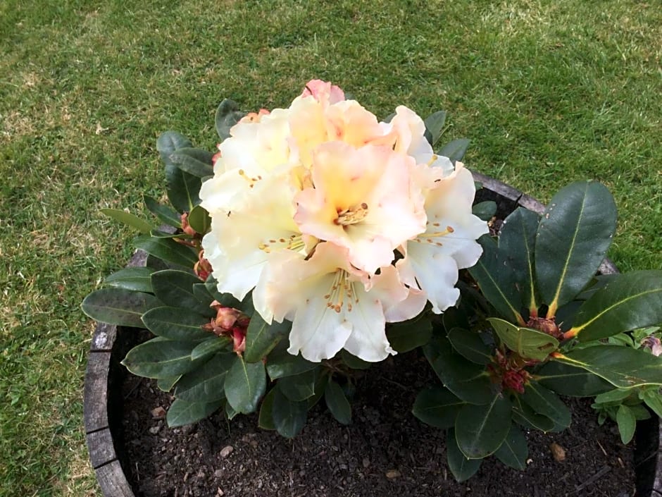 Le Jardin de Rose 24 FEUILLEBERT Romagne 86700