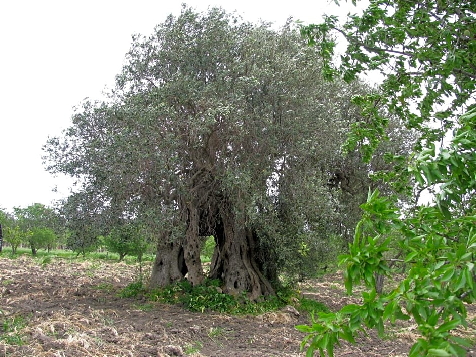 B&B Macalube Aragona