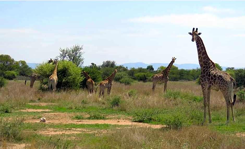 42@ Ditholo Game Lodge