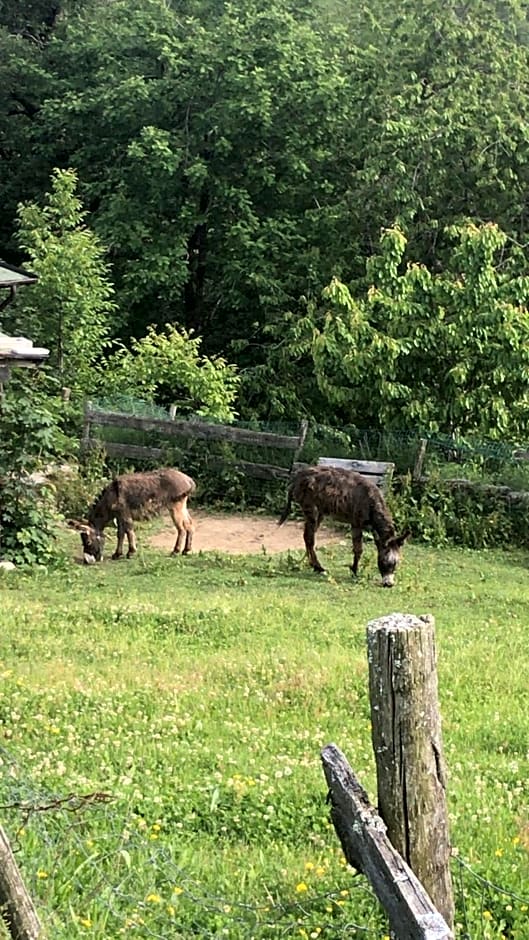 Bio Fattoria Cà d'Pignat