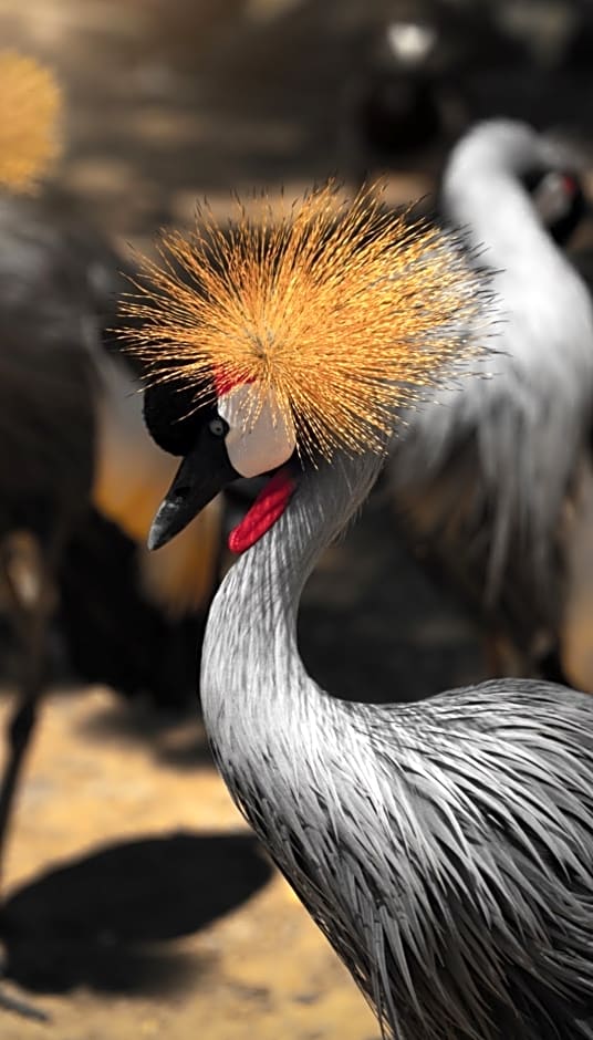 Polonezköy Country Club