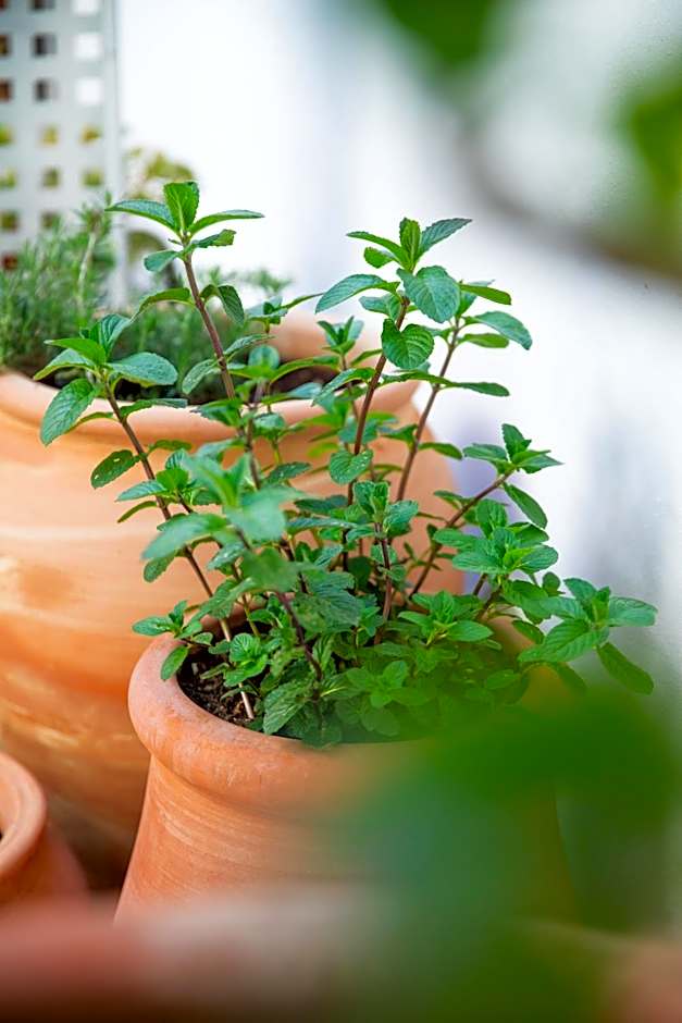 Domu Qirat - Authentic Rooms & Terraces