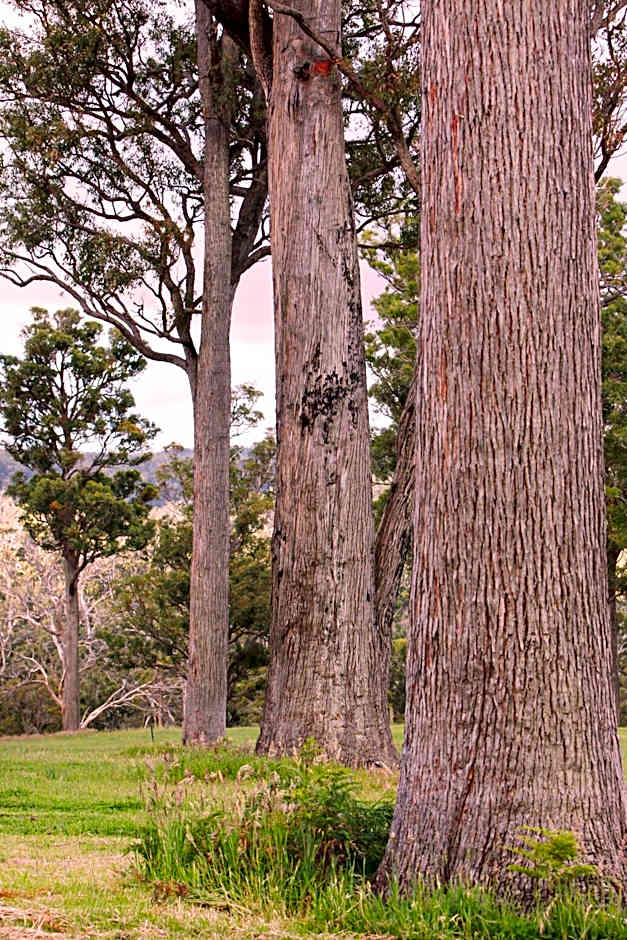 Scarlet Woods Chalets