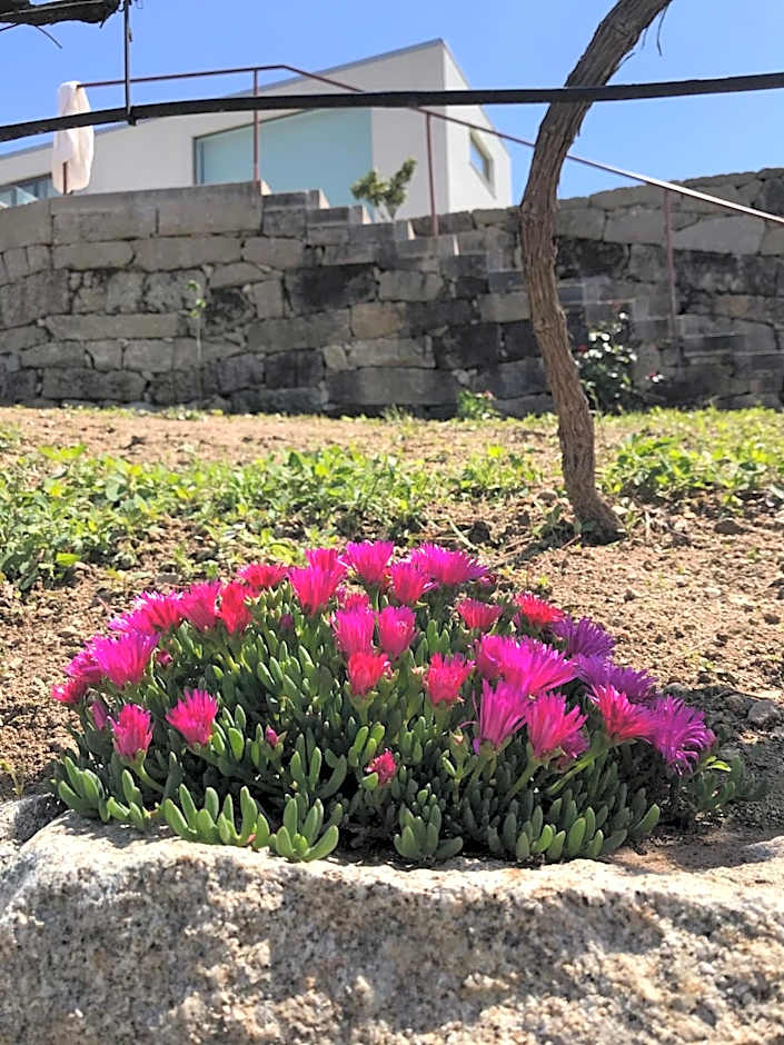 Vald'arêgos - Douro