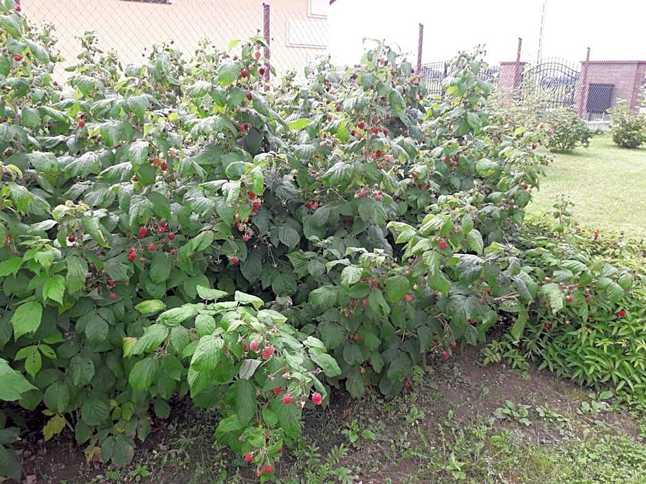 Domek letniskowy Orzechowa