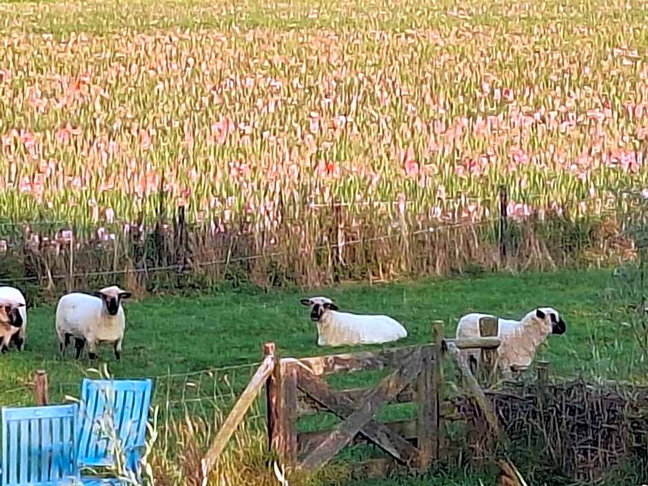 B & B 'Droom in de polder de Suite met prive sauna