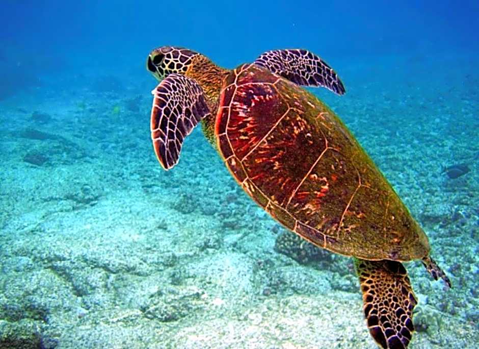 Studio dans un magnifique complexe de vacances a ST luce