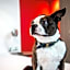 Ibis Styles Glasgow Central