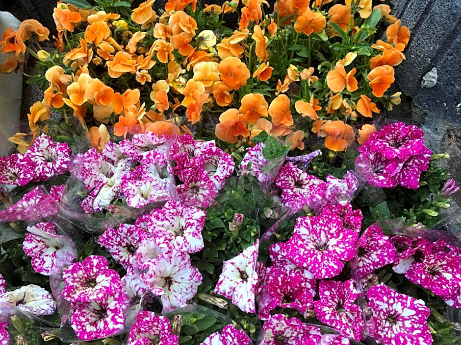 Villa Aida pokoje gościnne