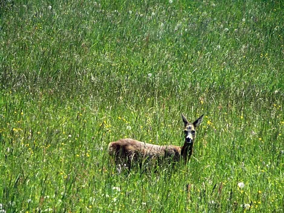 Boutique Hotel Alpenhof