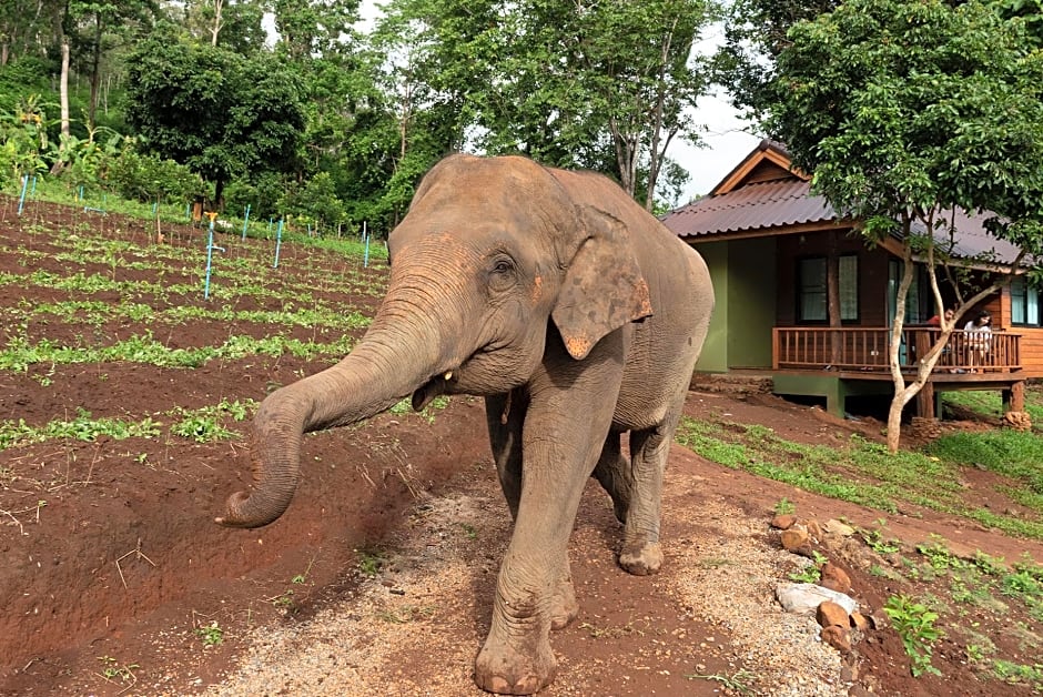 Chiang Mai Elephant Friends