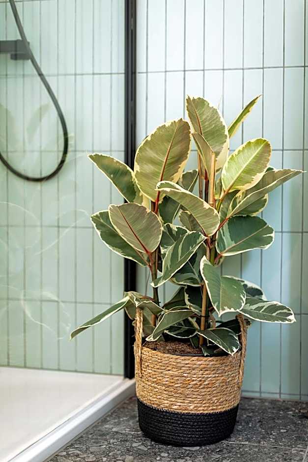 Urban Jungle Apartments