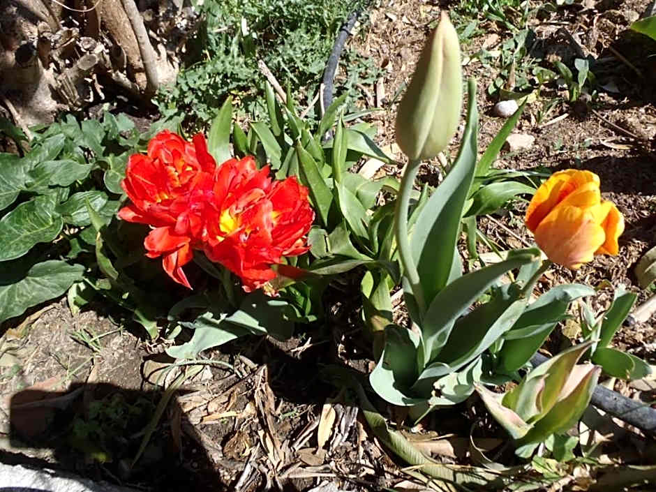 B&B Villa Sans Souci