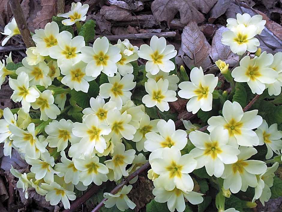 Palazzo di Primavera Guest House