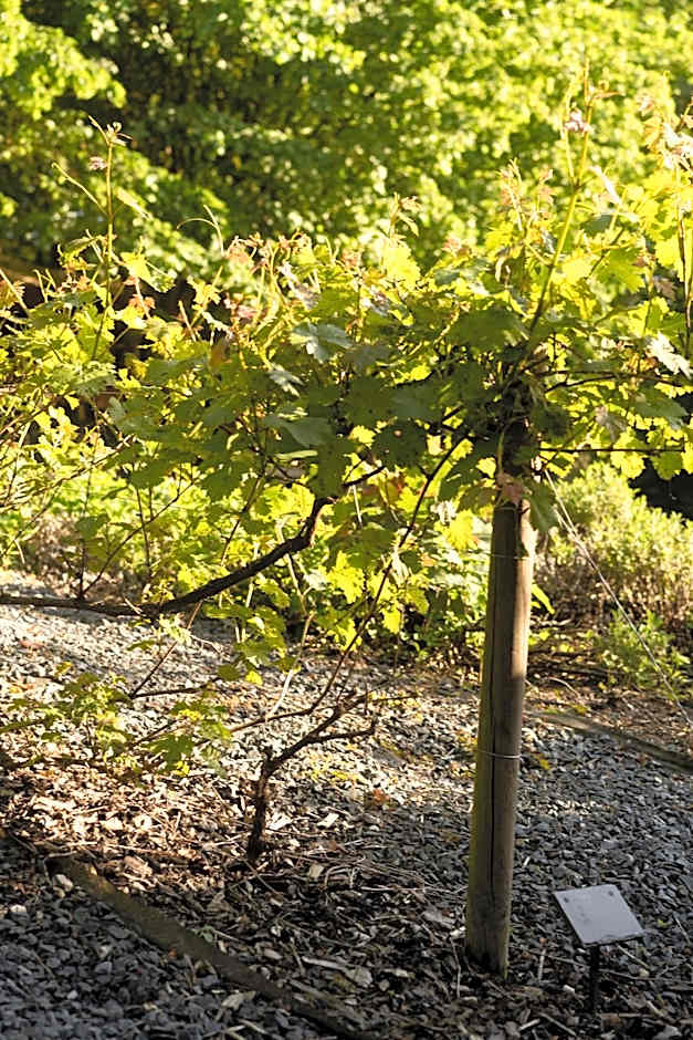 Hostellerie du Grünewald