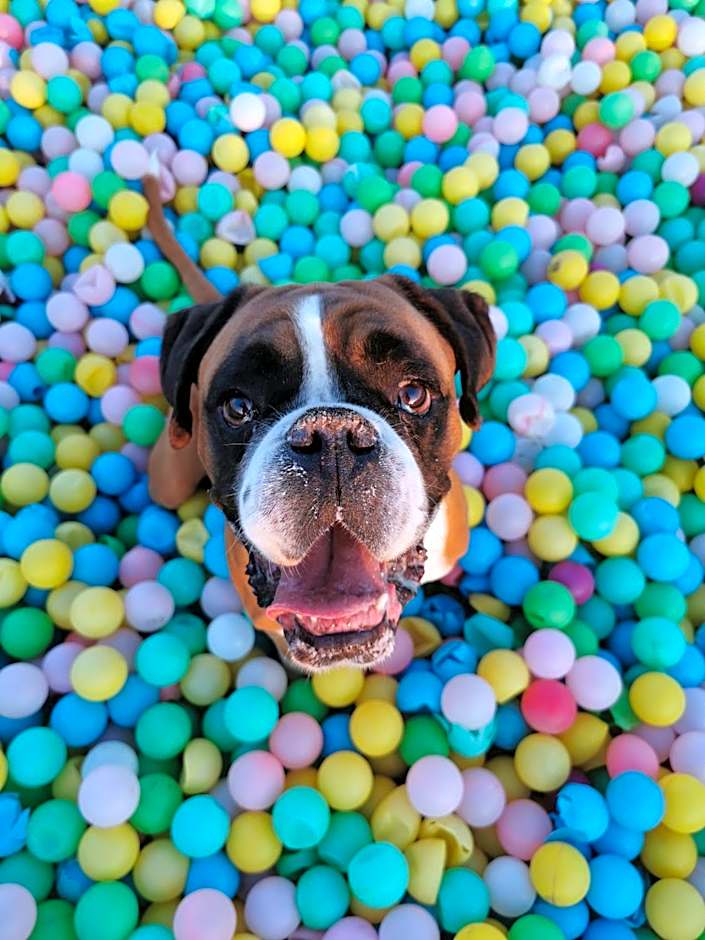 Chalets Franciska Major, Pro Village