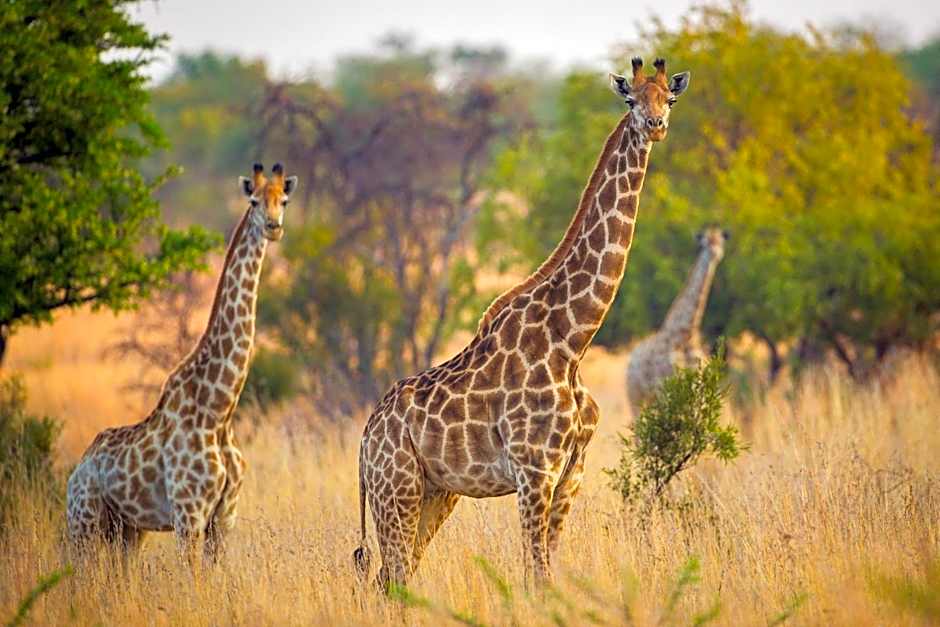 African Hills Safari Lodge & Spa