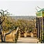 Timbavati Safari Lodge