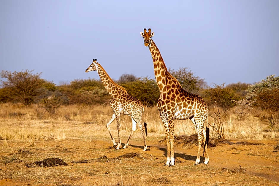 Sondela Nature Reserve & Spa Makhato Lodges