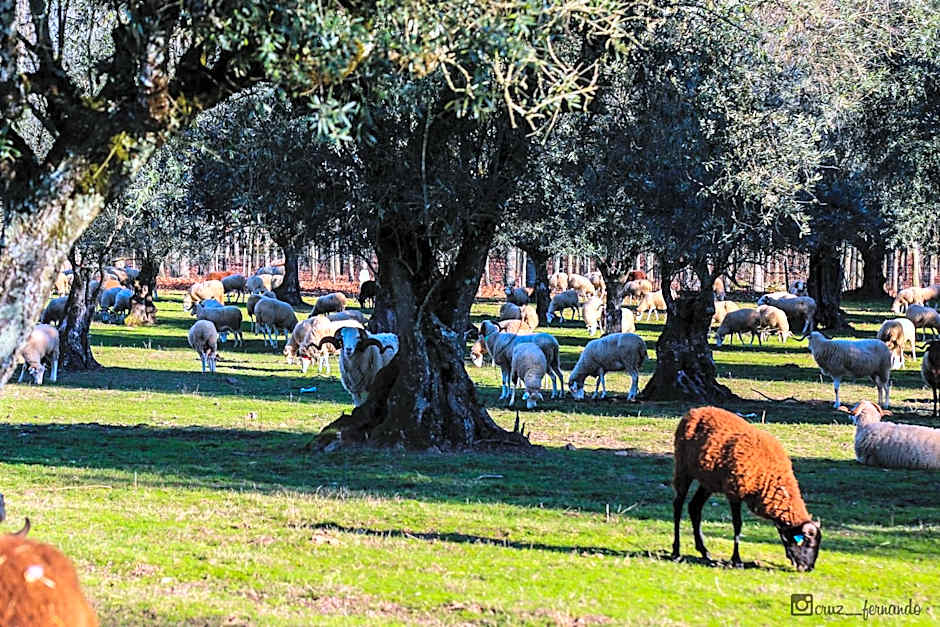 Hotel Apartamento Pantanha
