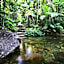 Daintree Cascades