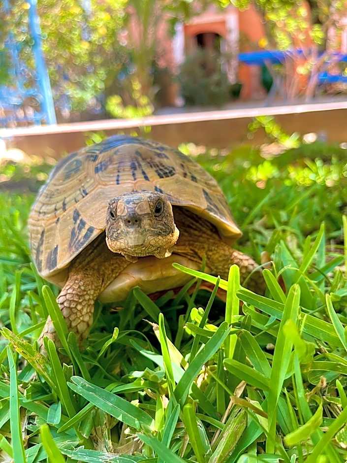 Hotel L'Arganier d'Ammelne