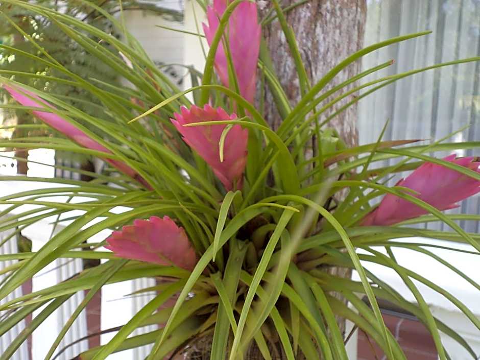 St. Lucia Wetlands Guest House