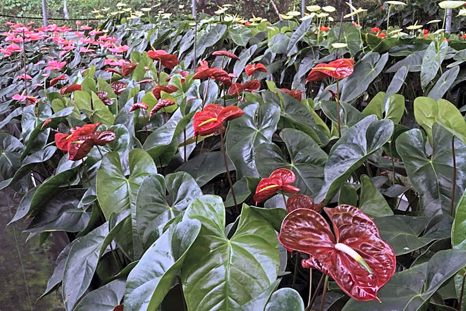 Finca Hamburgo La Ruta del Cafe