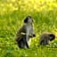 Migunga Tented Camp