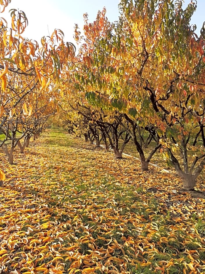 aux pieds des vignes