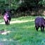 Le Puy Babin chambres familiales à la ferme