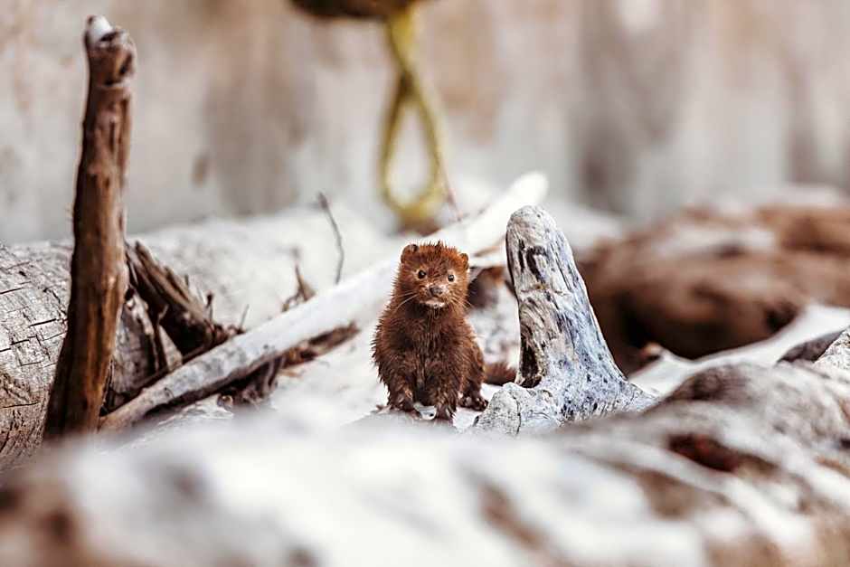 The Oceanfront Hotel