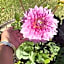 Le Jardin de Rose 24 FEUILLEBERT Romagne 86700