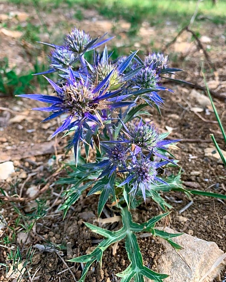 Terrae Eremis: Ristorante, Bar, B&B